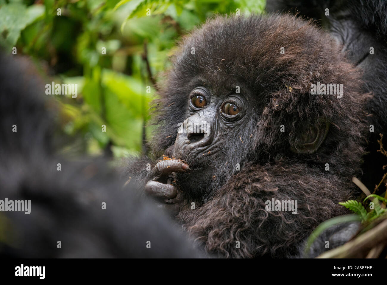 Afrika, Ruanda, Volcanoes National Park, Baby Berggorilla (Gorilla beringei beringei) mit Finger im Mund sitzt im Regenwald in Stockfoto