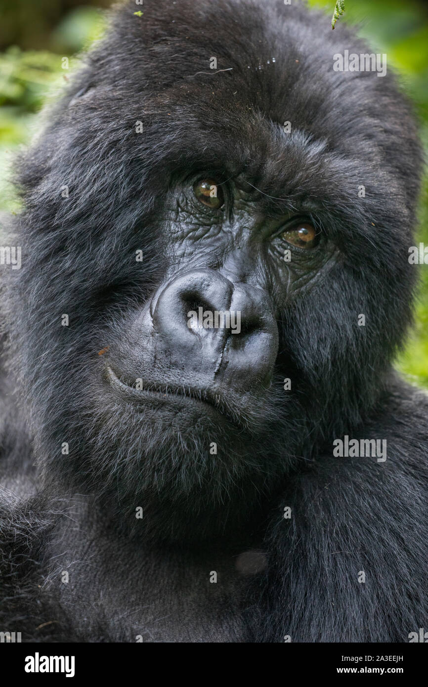 Afrika, Ruanda, Volcanoes National Park, Close-up Portrait von männlicher Berggorilla (Gorilla beringei beringei) im Regenwald im Virunga Doppelzi. Stockfoto