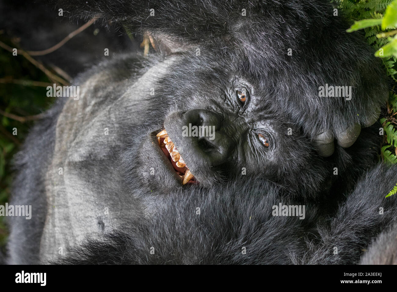 Afrika, Ruanda, Volcanoes National Park, Portrait von männlicher Berggorilla (Gorilla beringei beringei) mit Zähnen und Klauen in r Stockfoto