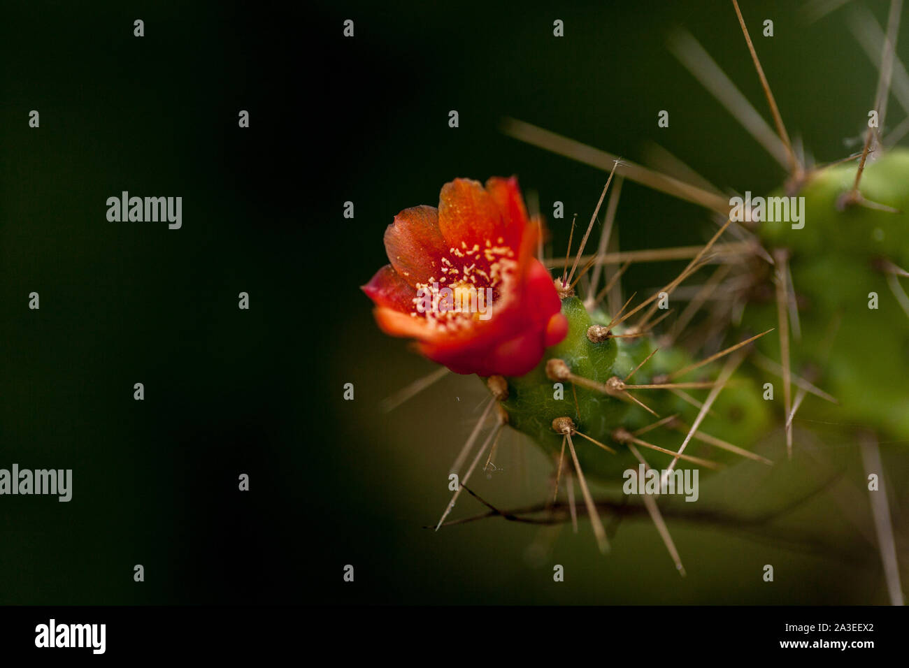 Kleine rote Blumen auf den Kaktus von Consolea corallicola in einem Garten  in Key West, Florida Stockfotografie - Alamy
