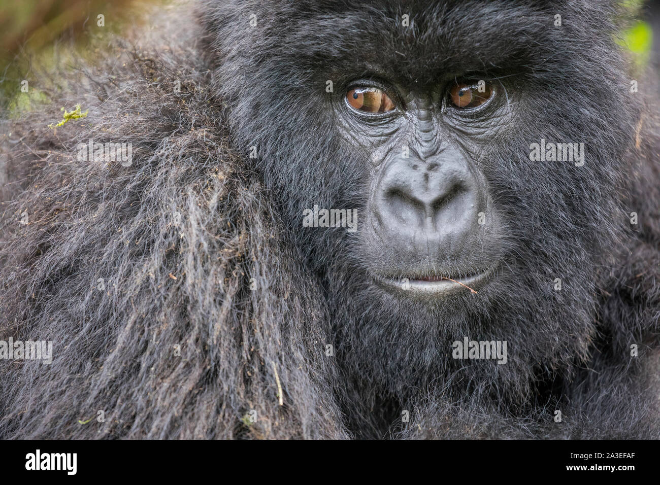 Afrika, Ruanda, Volcanoes National Park, Close-up Portrait von Berggorilla (Gorilla beringei beringei) im Regenwald in den Virunga Bergen Stockfoto