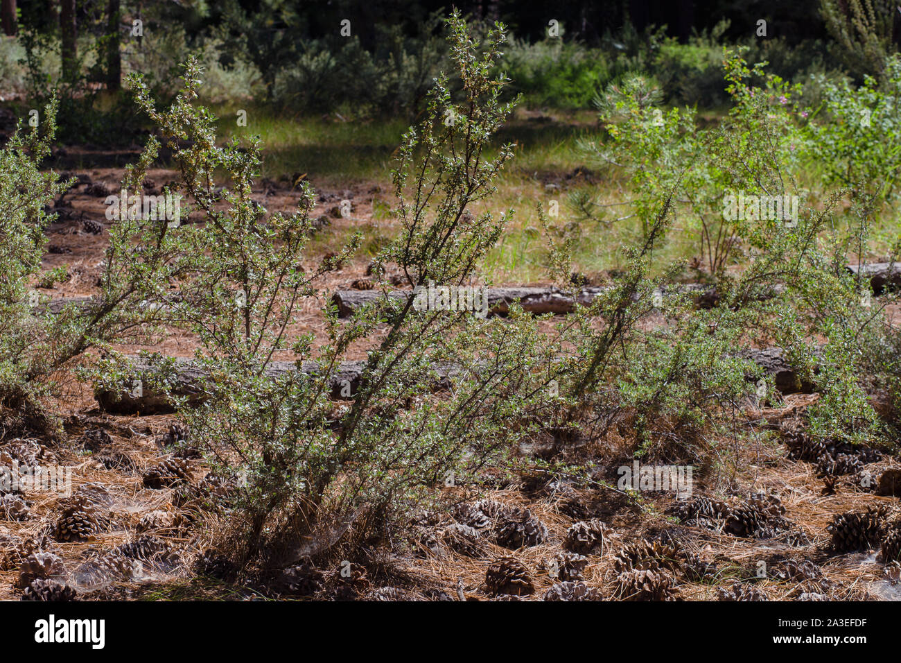 Wald gefüllt mit Zucker Tannenzapfen, Pinien, Protokolle und Anlagen in einem Trail South Lake Tahoe, Kalifornien, USA Stockfoto