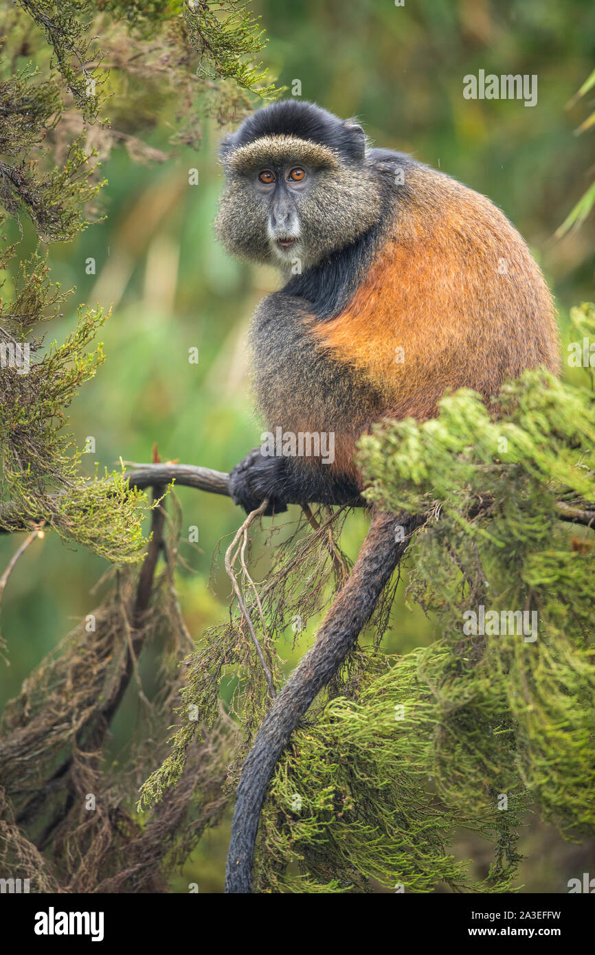 Afrika, Ruanda, Volcanoes National Park, Golden Monkey (Cercopithecus kandti) auf Baum im Regenwald in den Virunga Bergen Stockfoto