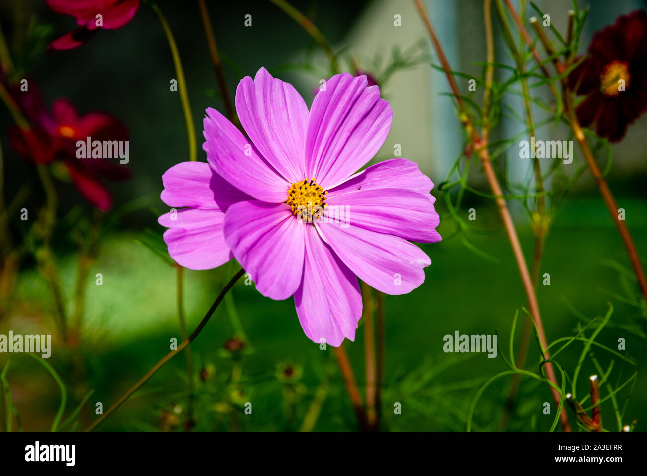 Kosmos-Blumen im Garten Stockfoto