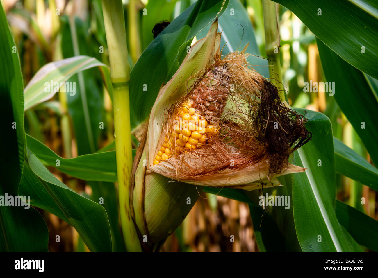 Hühneraugen close-up in den Maisfeldern Stockfoto