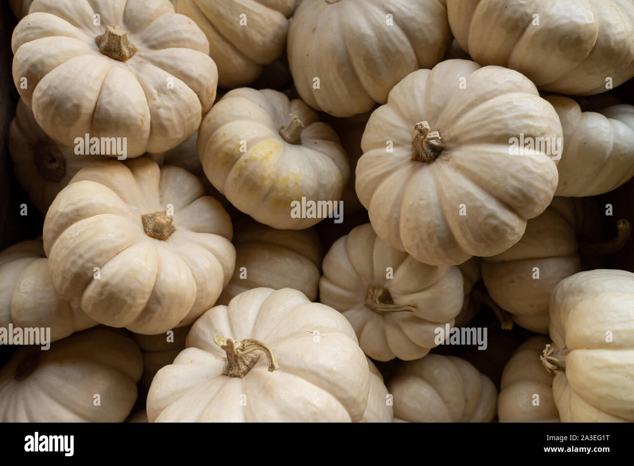 Eine Nahaufnahme von kleinen weissen Herbst Kürbisse. Stockfoto