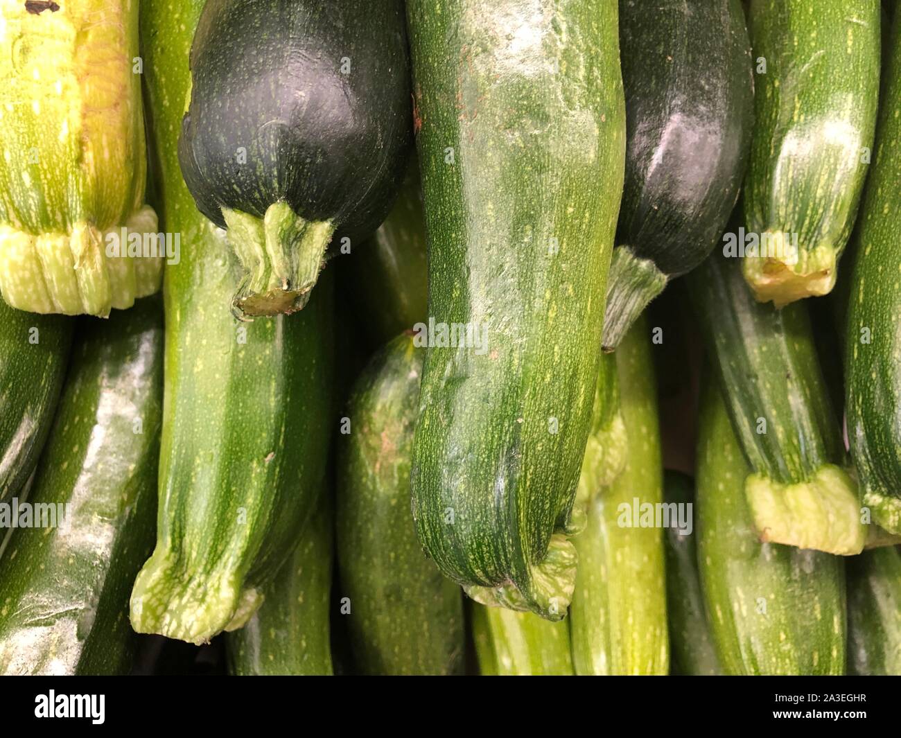 Grüne Zucchini Ernte, gesunde, nahrhafte pflanzliche Zutat für Rezepte, Diät Lebensmittel, die frisch und roh Stockfoto