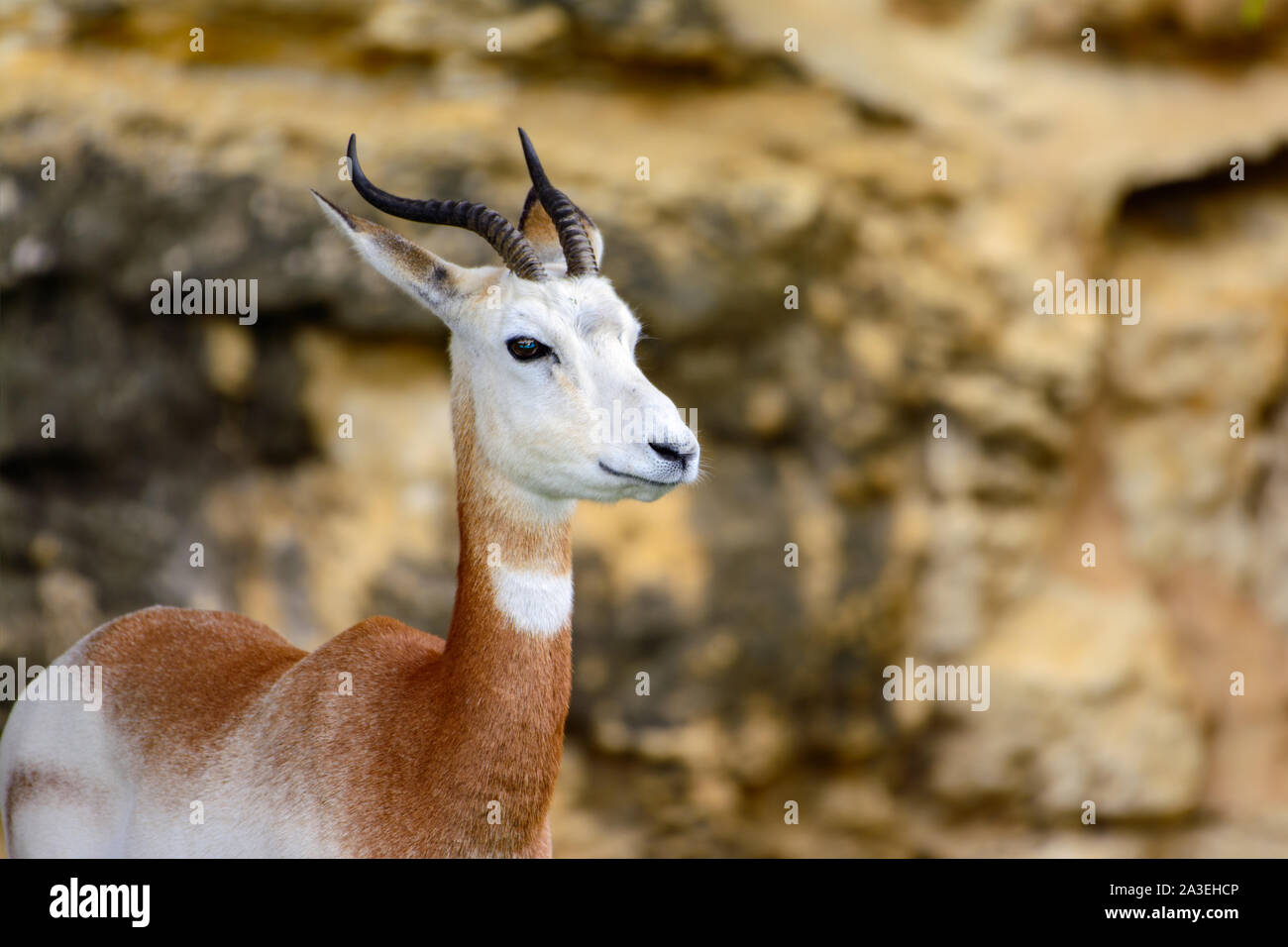Dama Gazelle, addra Gazelle, oder mhorr Gazelle (Nanger dama, ehemals Gazella dama) Stockfoto
