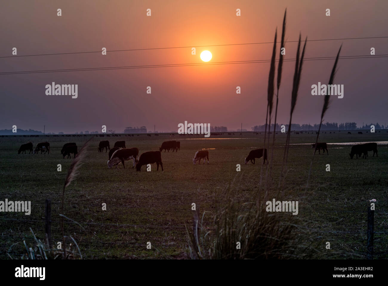 Sonnenuntergang in Argentinien Weide, Felder und Vieh in La Pampa Stockfoto