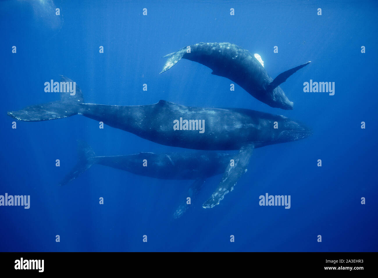 Buckelwal, Megaptera novaeangliae, Mutter und Kalb, Escort, Chichi-jima, Bonin Inseln, Ogasawara Inseln, Weltnaturerbe, Tokio, Stockfoto