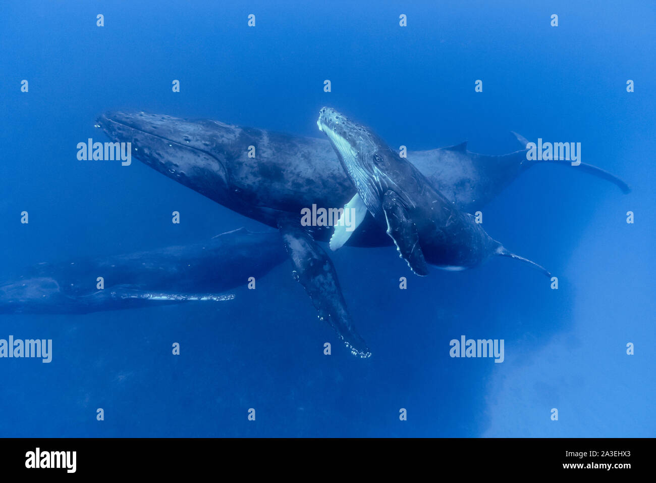 Buckelwal, Megaptera novaeangliae, Mutter und Kalb, Escort, Chichi-jima, Bonin Inseln, Ogasawara Inseln, Weltnaturerbe, Tokio, Stockfoto