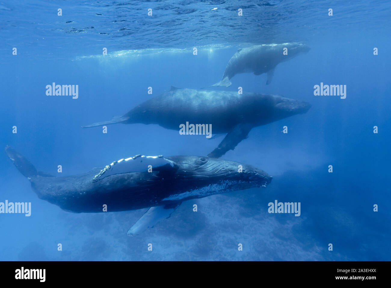 Buckelwal, Megaptera novaeangliae, Mutter und Kalb, Escort, Chichi-jima, Bonin Inseln, Ogasawara Inseln, Weltnaturerbe, Tokio, Stockfoto