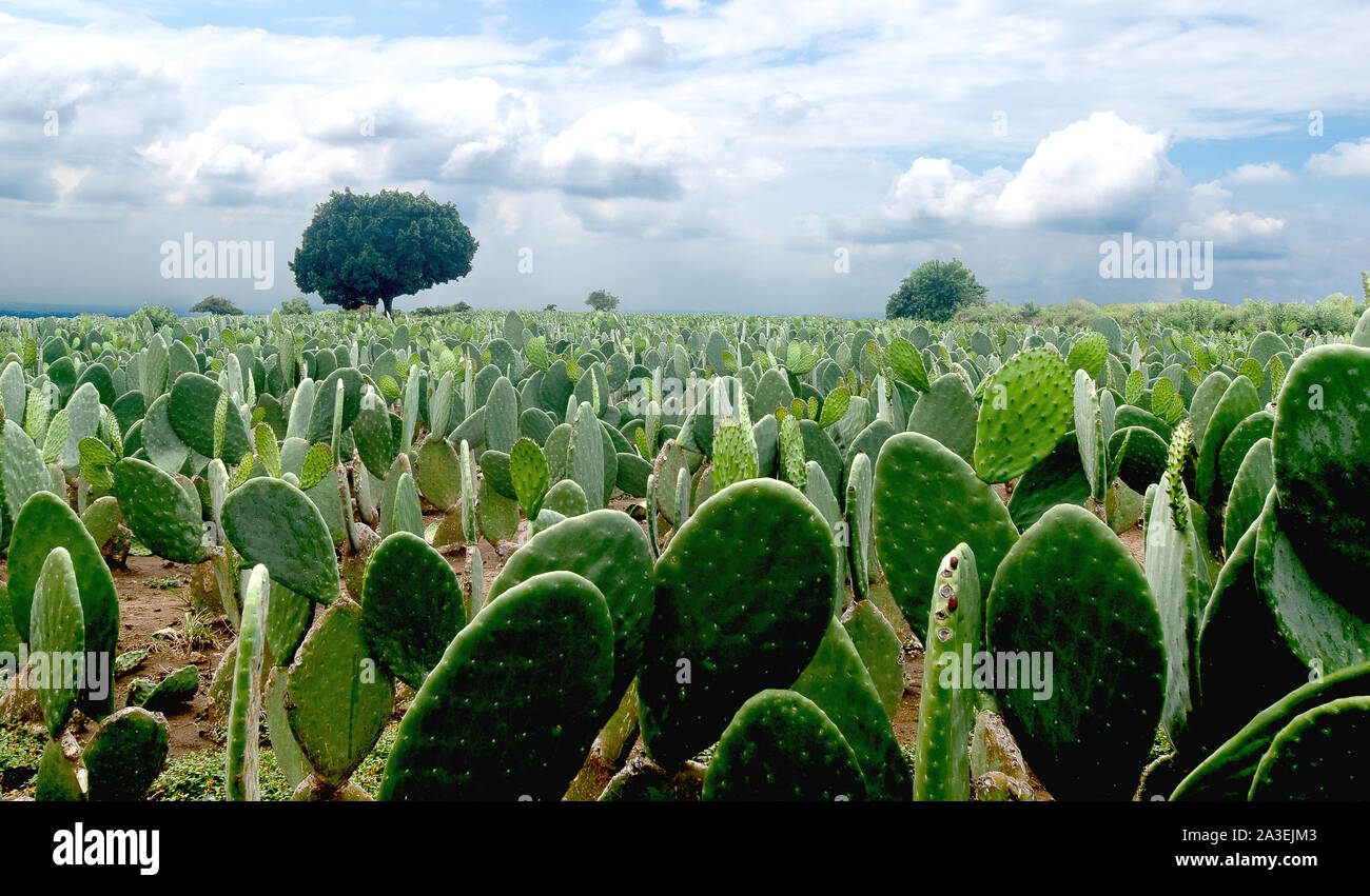 Mexikanische Landschaft nopales nopalera Feld schöne blaue skay Horizonte Stockfoto