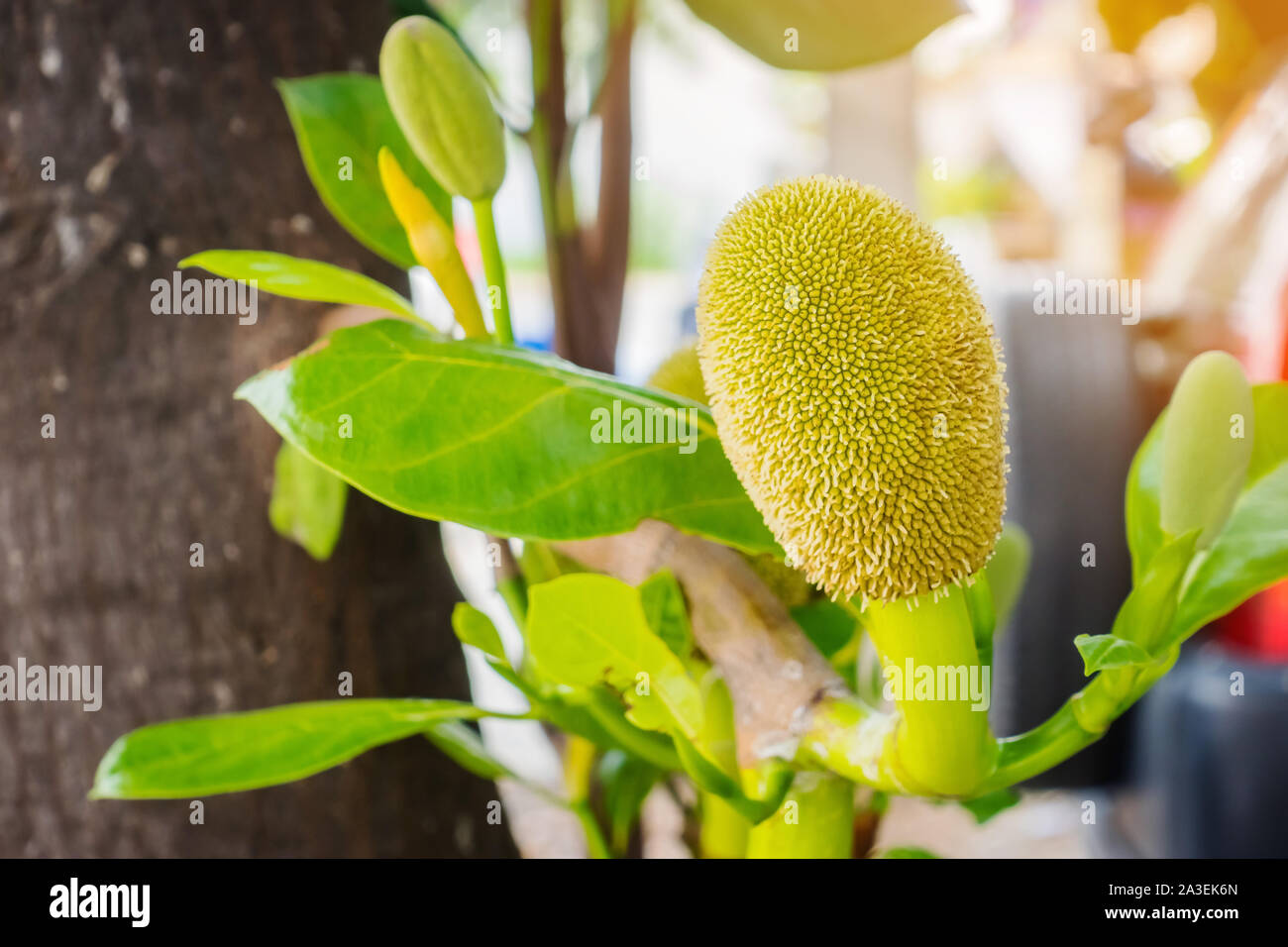 Frische grüne junge jackfrüchten (artocarpus Heterophyllus) wächst an den jackfruit Baum. Asiatische tropischer Früchte. Stockfoto