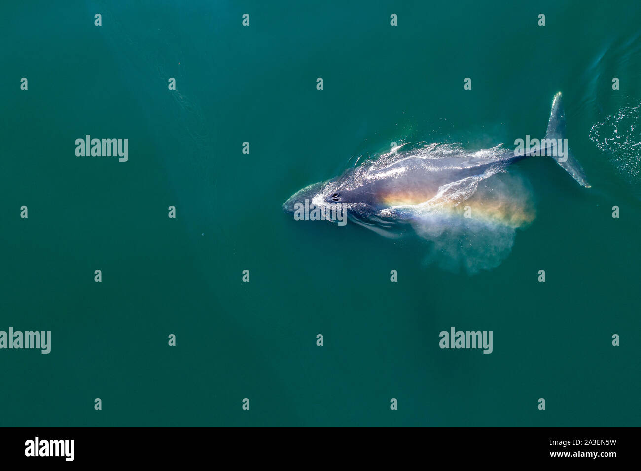 USA, Alaska, Luftaufnahme von Rainbow - farbige Nebel hängt über dem Buckelwal (Megaptera novaeangliae) Atmen an der Oberfläche des Frederick Sound auf Summ Stockfoto