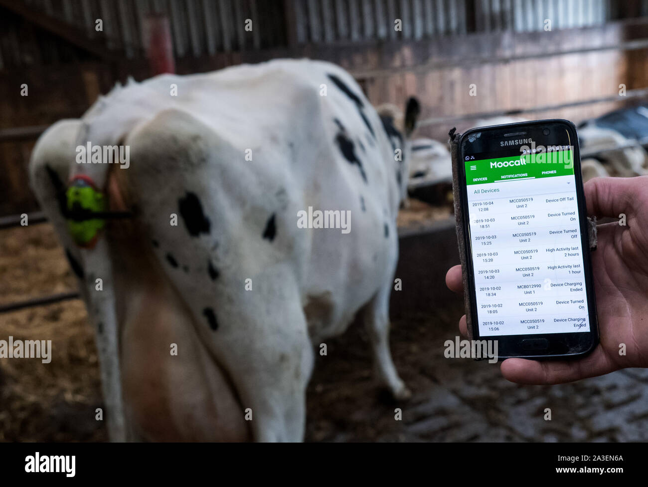 Westerau, Deutschland. 04 Okt, 2019. Eine Kuh trägt eine so genannte "oocall' Sensor auf ihren Schwanz, der löst einen Alarm per SMS vor der Geburt auf eine schwangere Kuh. Der Bauer zeigt die App auf seinem Smartphone. Die Digitalisierung macht nicht an den stabilen Halt. Credit: Daniel Bockwoldt/dpa/Alamy leben Nachrichten Stockfoto