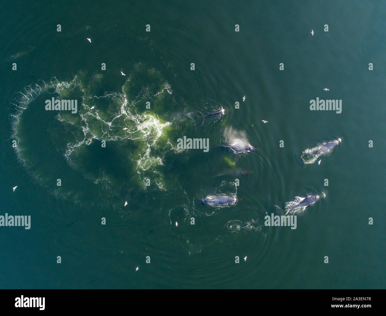 USA, Alaska, Luftaufnahme der Buckelwale (Megaptera novaeangliae) Bubble Netz für den Schulbesuch von hering Fisch auf Frederick Sound auf Sommer afterno Stockfoto