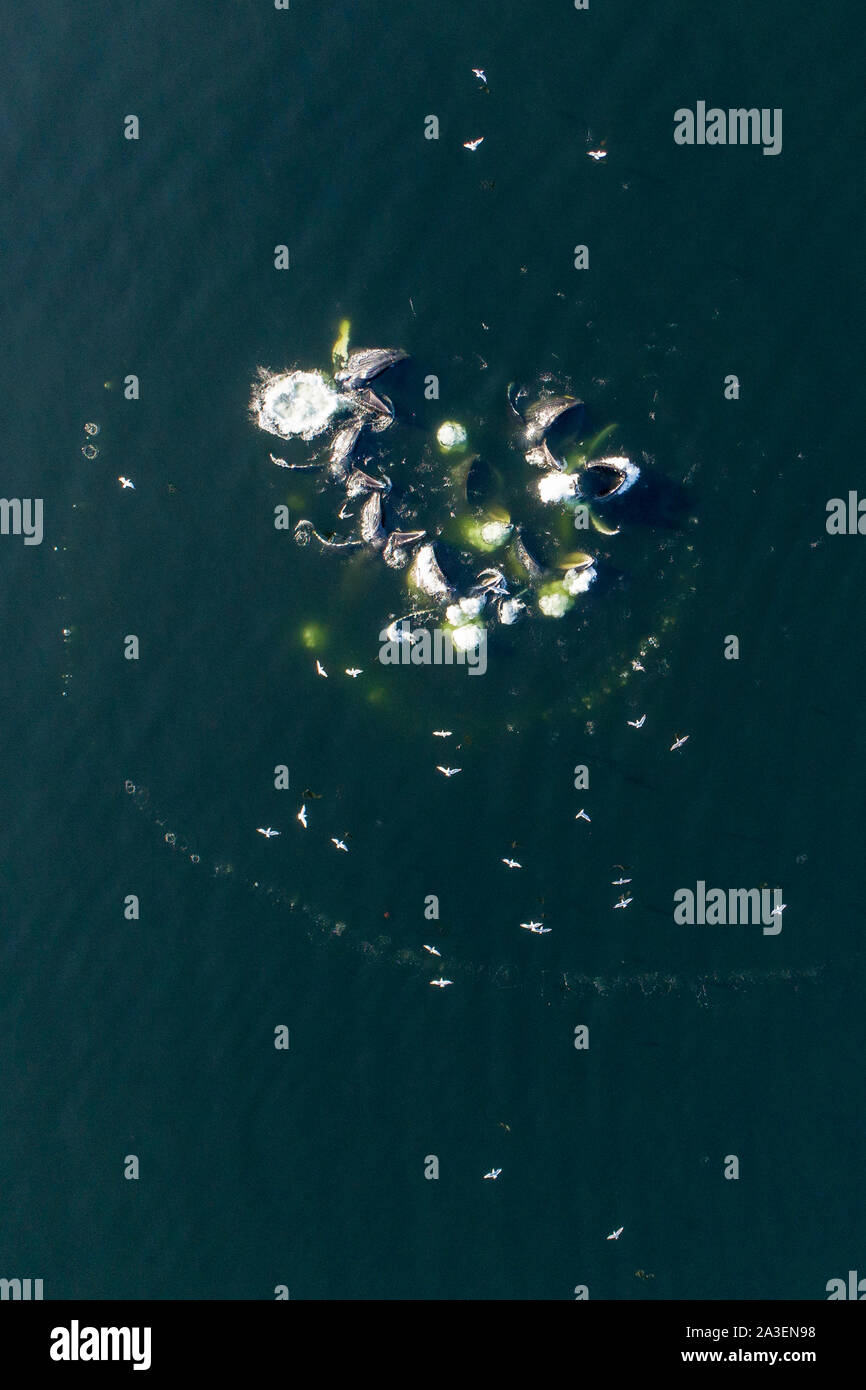 USA, Alaska, Luftaufnahme der Buckelwale (Megaptera novaeangliae) Bubble net Fütterung auf Schule der Heringe Fisch auf Frederick Sound auf Sommer afterno Stockfoto