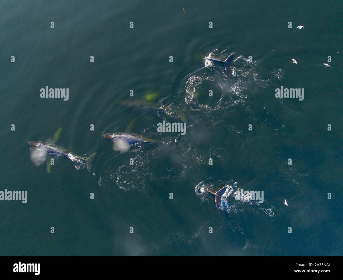 USA, Alaska, Luftaufnahme der Buckelwale (Megaptera novaeangliae) gemeinsam schwimmen, während bubble Netz auf der Schule von Hering, Fisch in Frederick Stockfoto