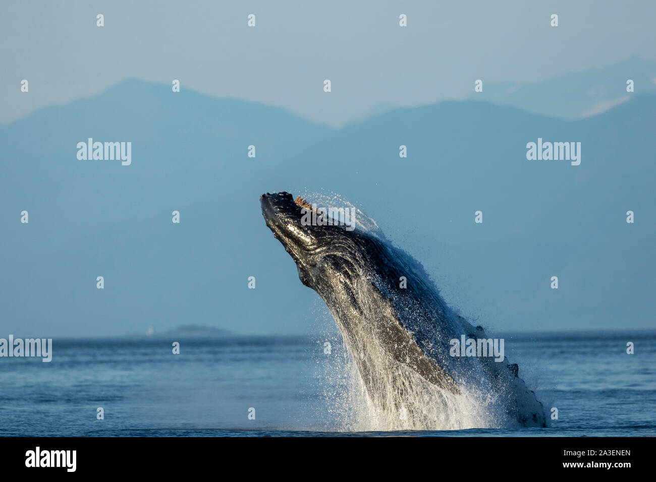 Kupreanof insel Fotos und Bildmaterial in hoher Auflösung Alamy