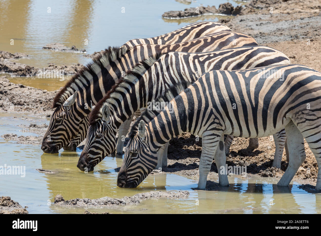 Mehrere wildlife Zebras Trinkwasser in einer Reihe in natürlicher Umgebung Stockfoto
