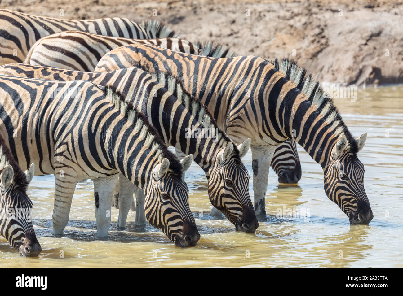 Portrait Herde Zebras in einer Reihe trinken am Wasserloch im Sonnenschein Stockfoto