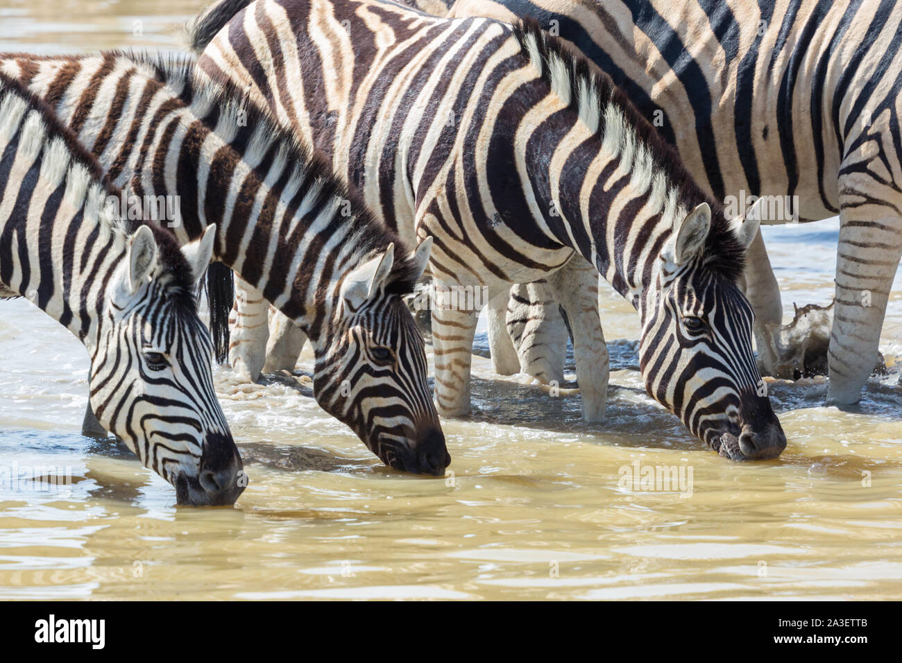Gruppe von Wildlife Zebras in einer Reihe trinken am Wasserloch Stockfoto