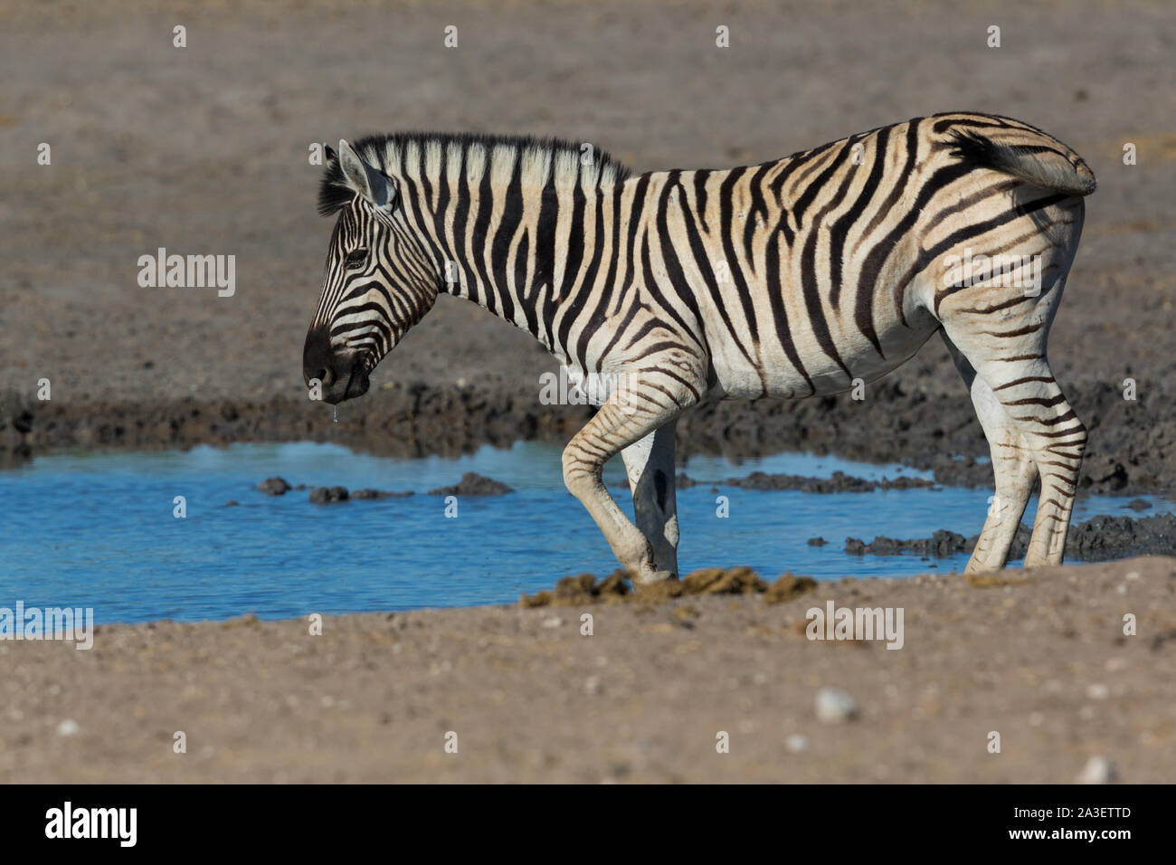 Eine natürliche Wildnis zebra stehend im Schlamm am Wasserloch in trockenen Savanne Stockfoto