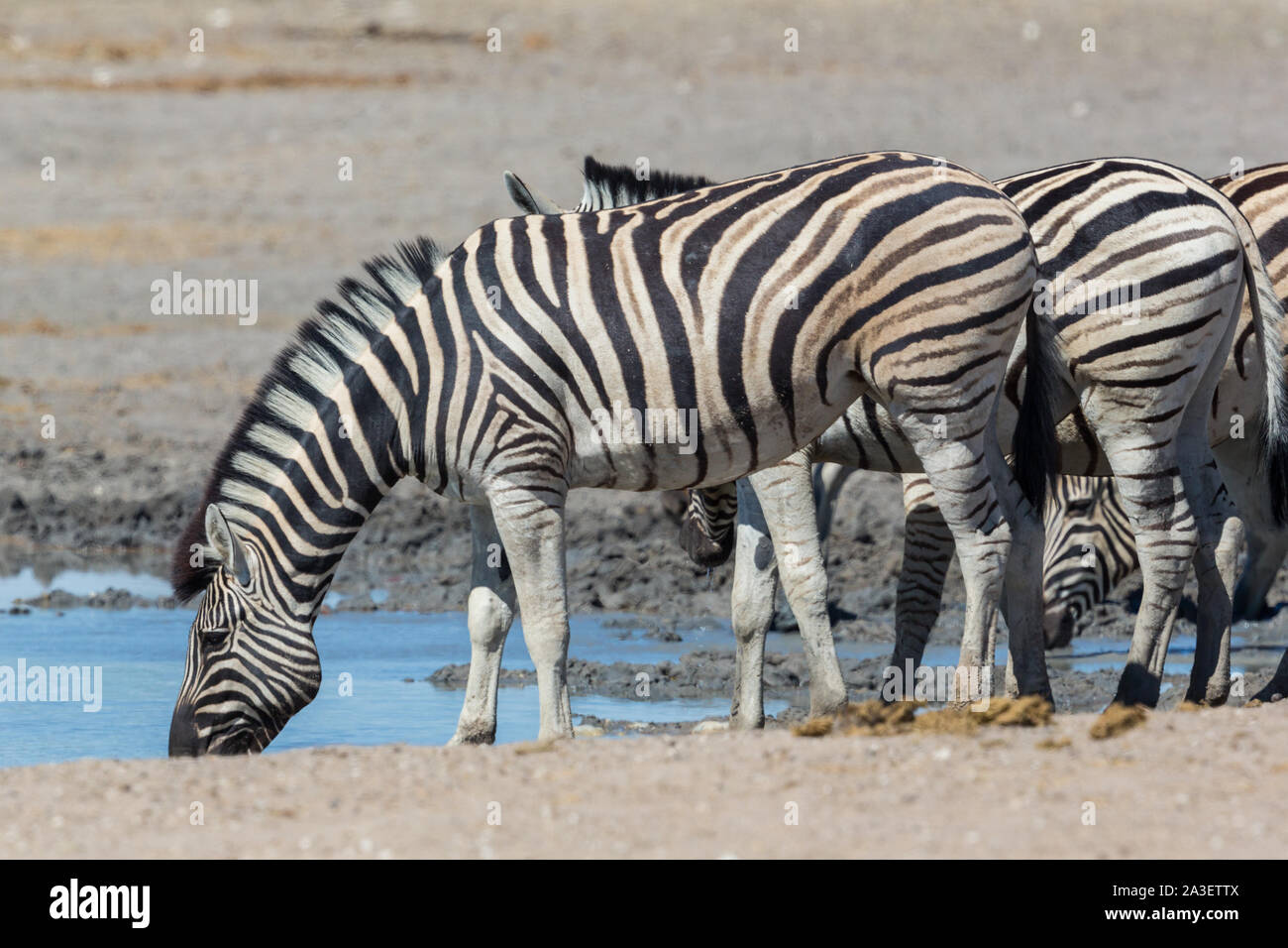 Gruppe von natürlichen Wildlife zebras Trinkwasser in trockenen Savanne Stockfoto