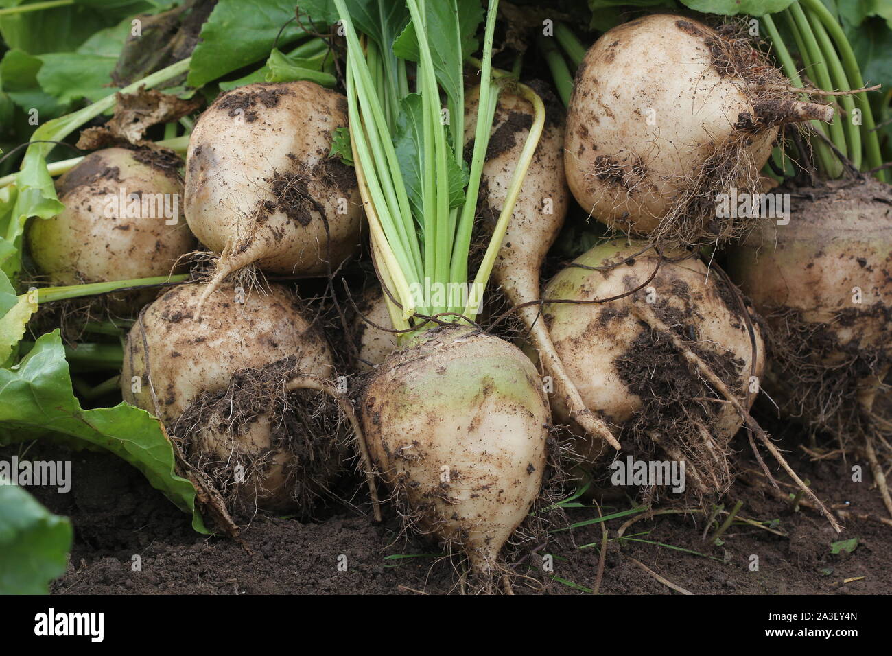 Frisch geerntete Weisser bio Rote Bete auf dem Boden Boden. Rote Bete mit Blatt. Ungewaschen rote Beete. Stockfoto