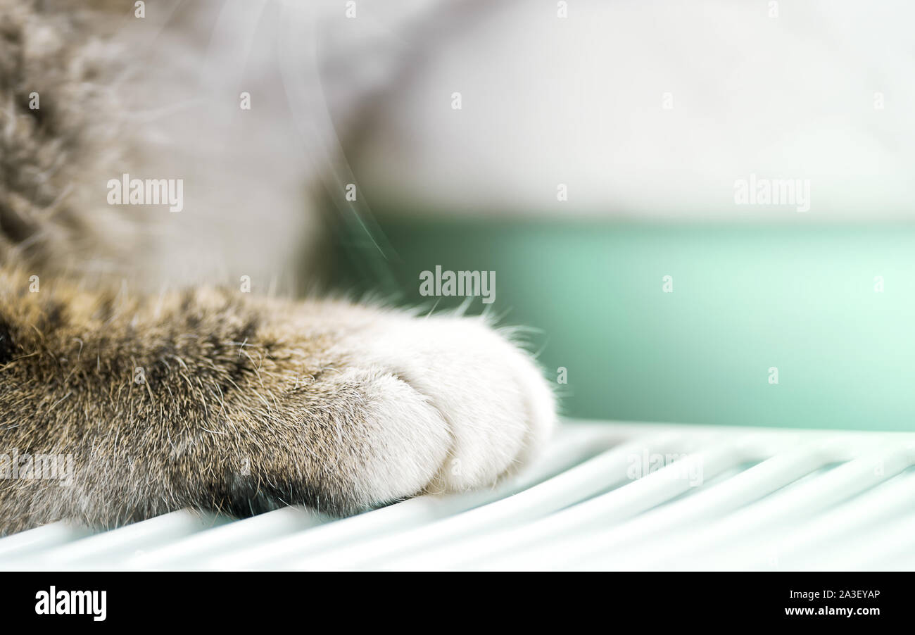 Cat's Paw. Süße flauschige Katze Fuß. Pet. Selektive konzentrieren. Kreative Konzept der Animal Care, PET-Produkte, Veterinärdienste. Minimalismus mit Platz für Text. Stockfoto