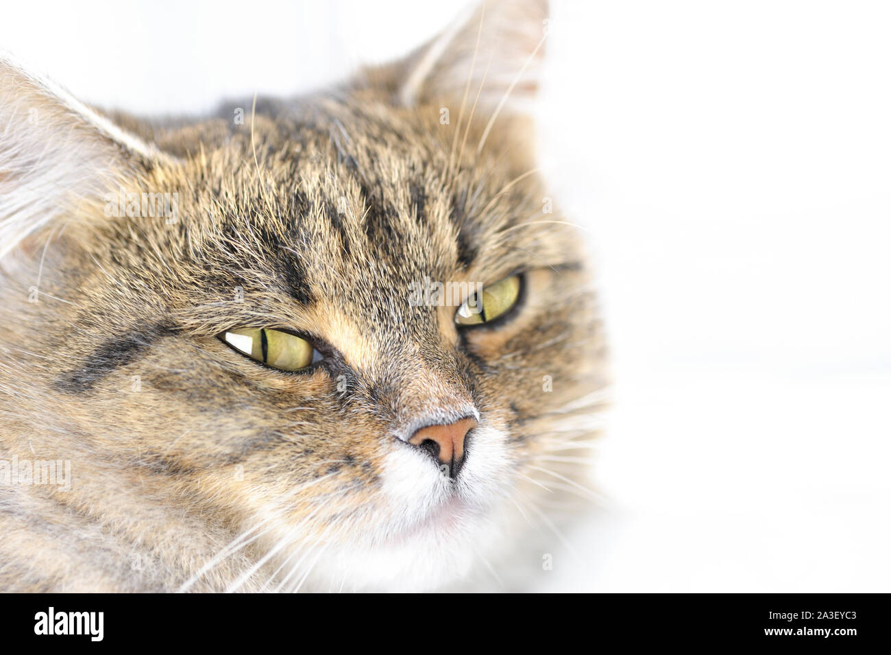 Katze mit gelben und grünen Augen Kamera Blick auf weißen Hintergrund. Selektive konzentrieren. Portrait. Stockfoto