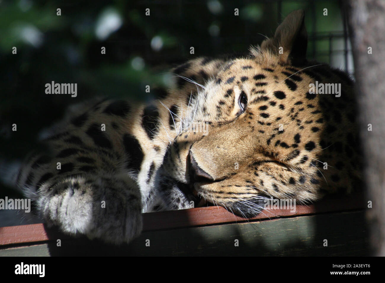 Amur-Leopard Stockfoto