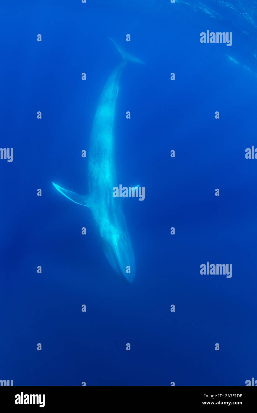Blauwal, Balaenoptera musculus, Unterwasser, gefährdete Arten, Atlantik, die Azoren. Stockfoto