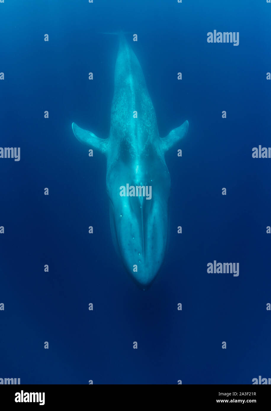 Blauwal, Balaenoptera musculus, Unterwasser, gefährdete Arten, Atlantik, die Azoren. Stockfoto