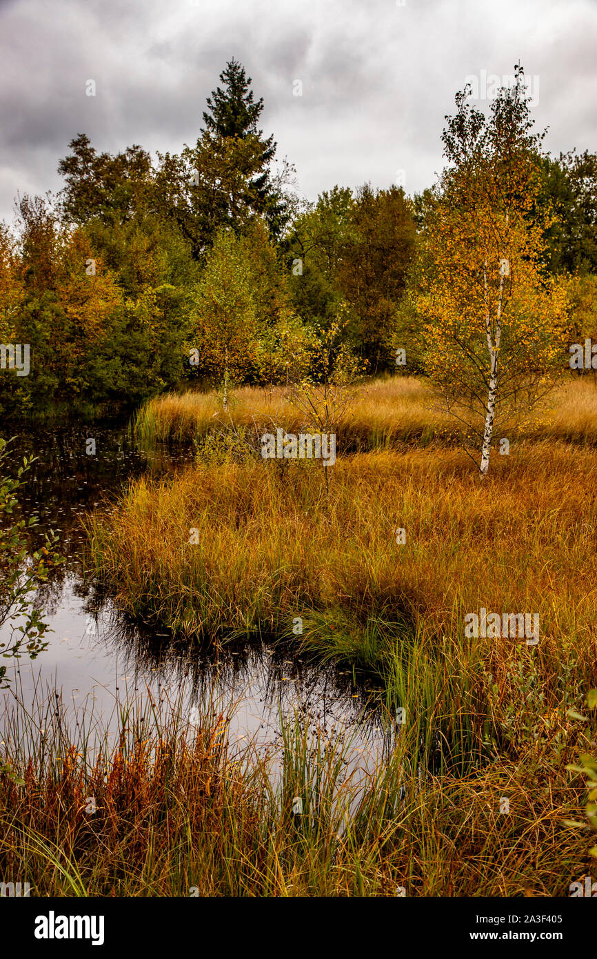 Naturpark Hohes Venn-Eifel, Wallonien, Belgien, Brackvenn Nature Reserve, Stockfoto