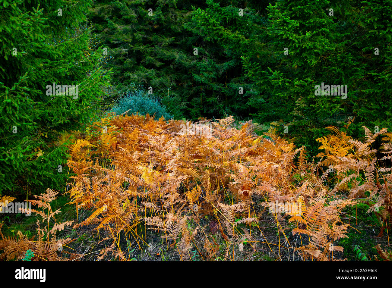 Naturpark Hohes Venn-Eifel, Wallonien, Belgien, Brackvenn Nature Reserve, Stockfoto