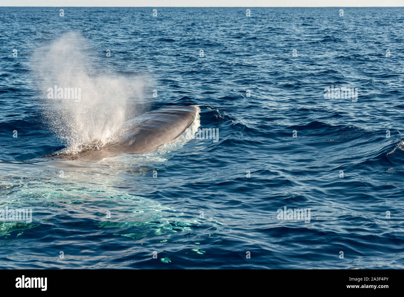 Finnwale, Balaenoptera physalus, gefährdete Arten Stockfoto