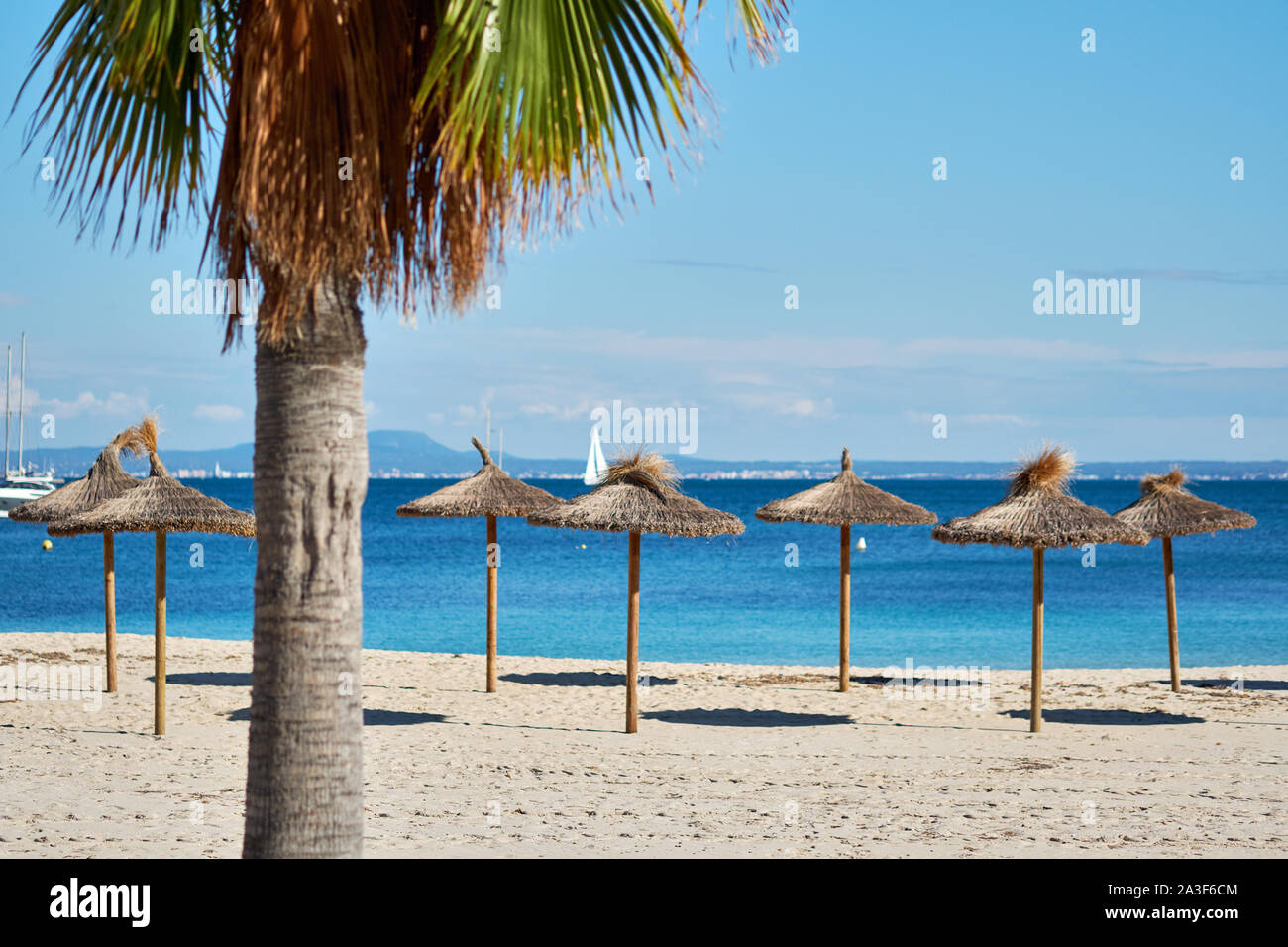 Die idyllische Landschaft, Konzept der Sommerferien, Palme und Stroh Sonnenschirme in einer Reihe an der Küste von Mittelmeer, Mallorca, Baleares, Spanien Stockfoto