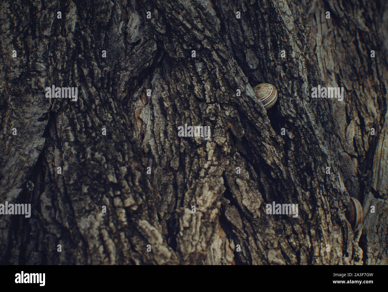 Nahaufnahme von Schnecken in Pine Tree Bark, Infanta Elena Park, Sevilla, Spanien Stockfoto