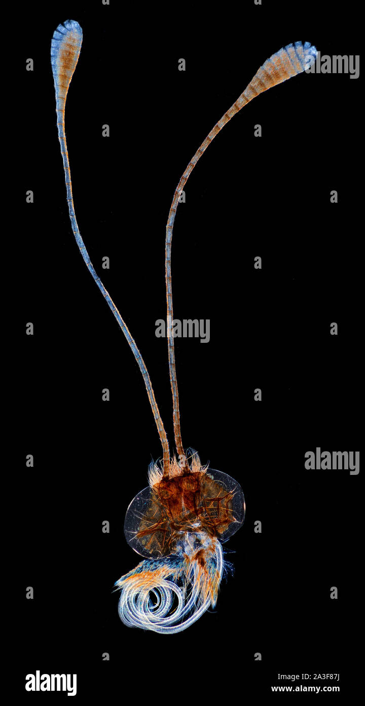 Schmetterling, Pieris imago, Kopf, Antennen & Rüssel detail, Dunkelfeld photomicrograph Stockfoto
