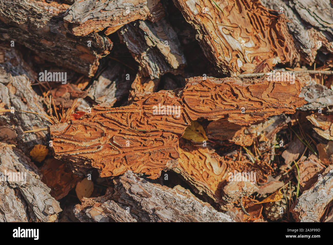 Pinienrinde und Borkenkäfer. Pine Tree beschädigt durch Borkenkäfer. Der Wald in der Sonne. Stockfoto