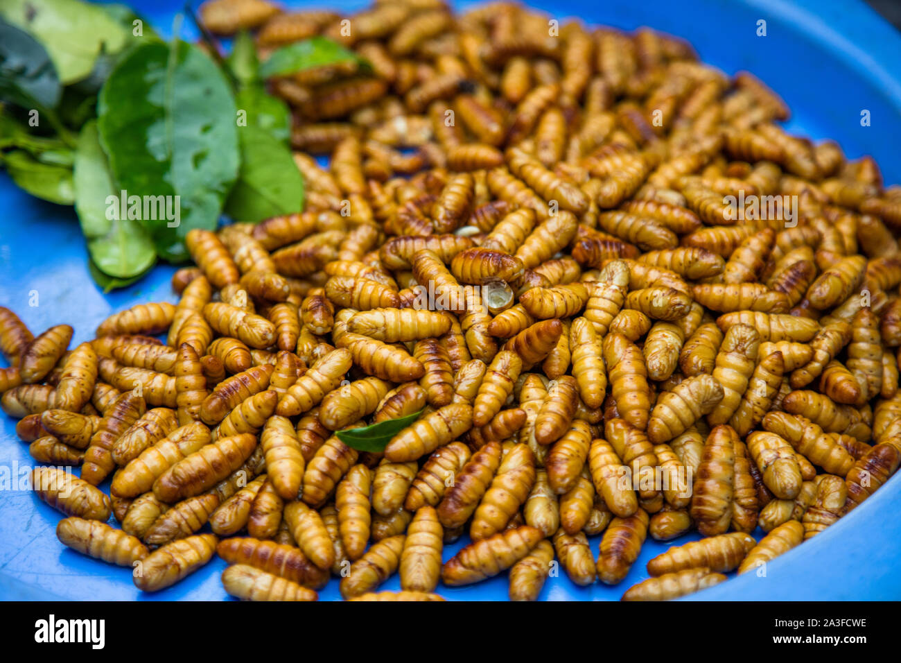Frisch geröstete Larven zum Verkauf verfügbar am lokalen Markt in Hanoi, Vietnam Stockfoto
