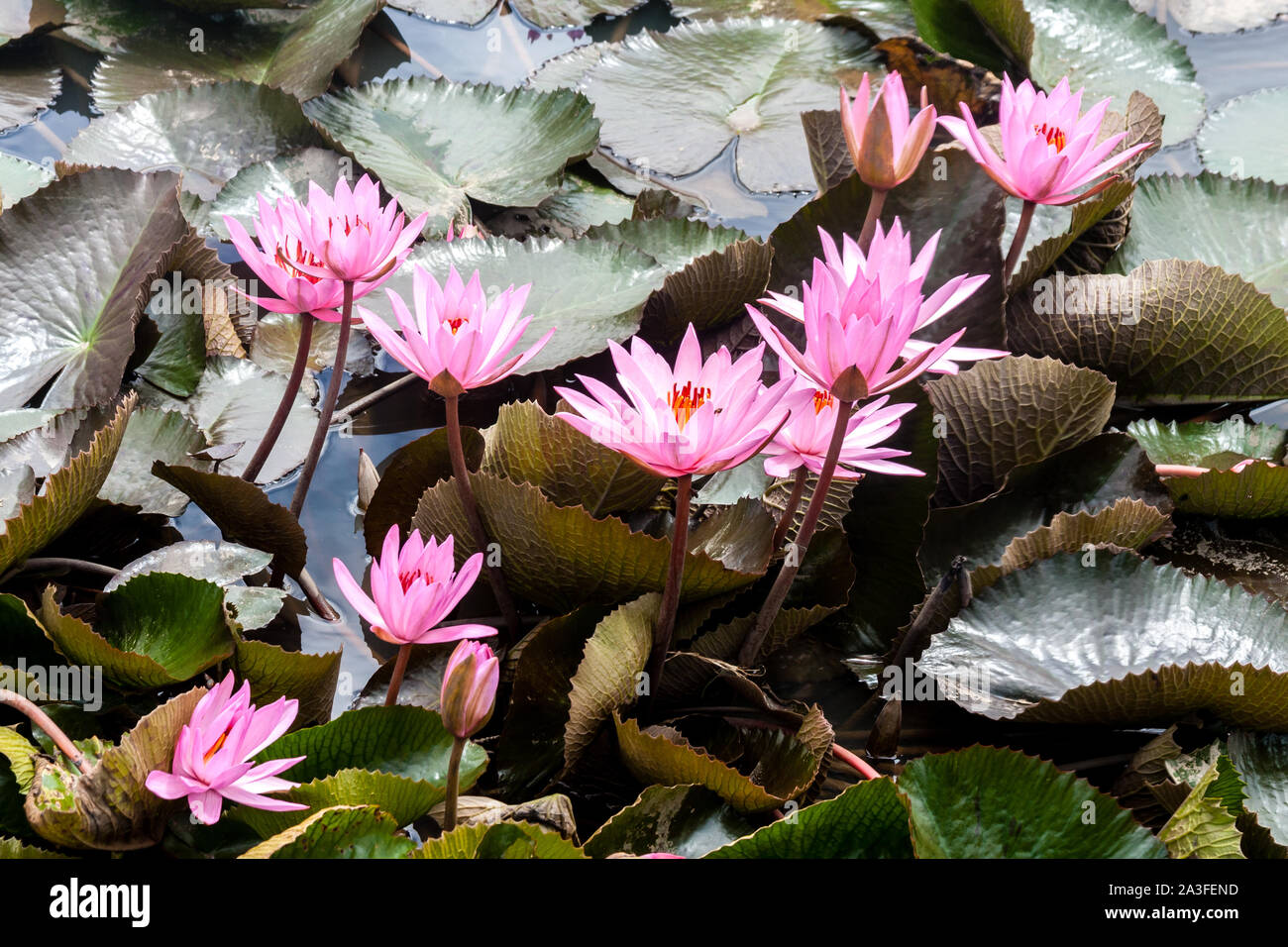 Wilde rosa Seerosen oder Lotusblumen (Nelumbo nucifera) im Wasser. Nymphaea lily im Teich. Indonesien, Papua Neu Guinea Stockfoto