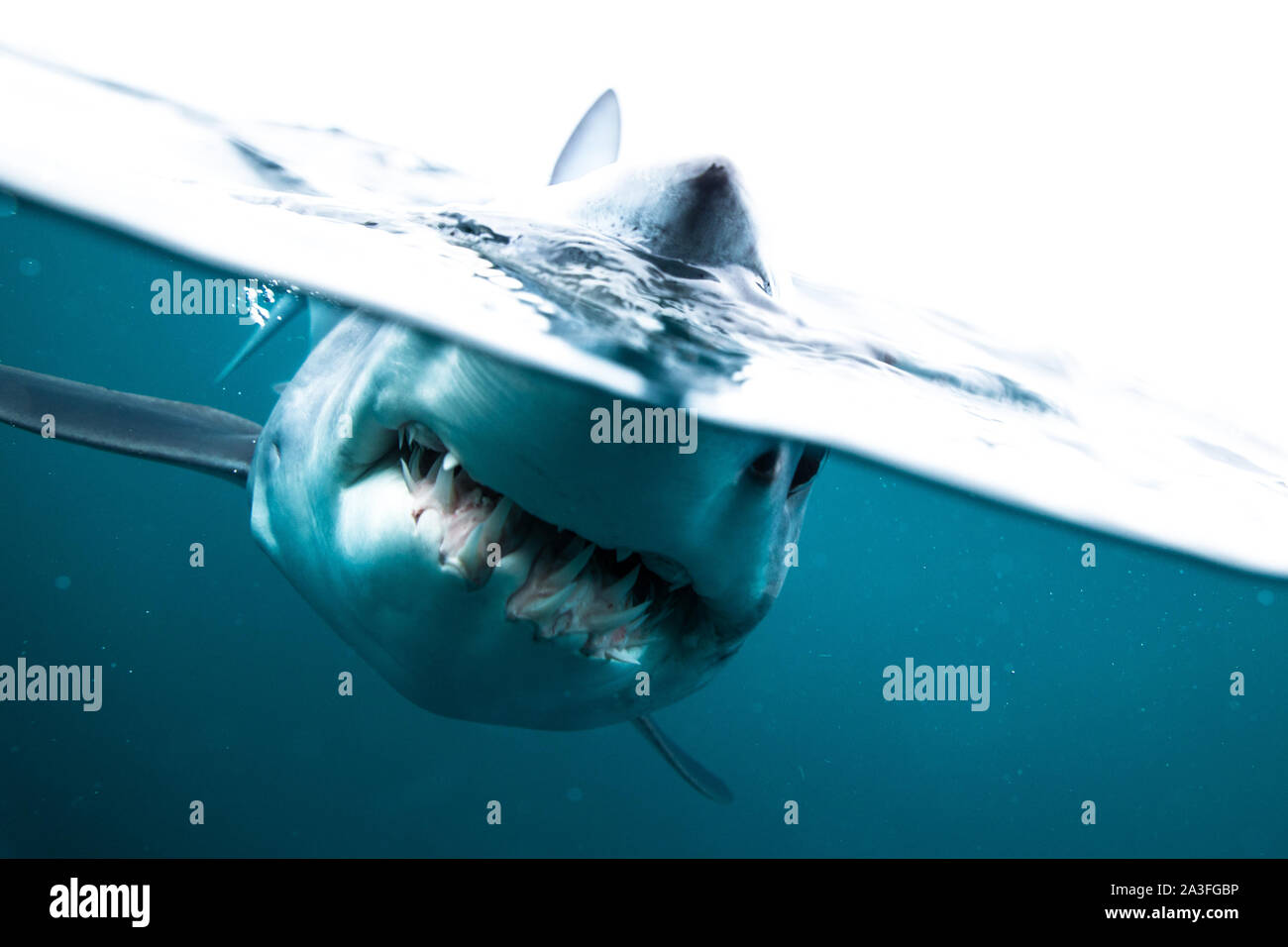 Neuseeland: Riley Elliott studiert die faszinierenden Kreaturen für viele Jahre. Atemberaubende Aufnahmen fängt den Moment ein 12-Fuß-Hai Stockfoto