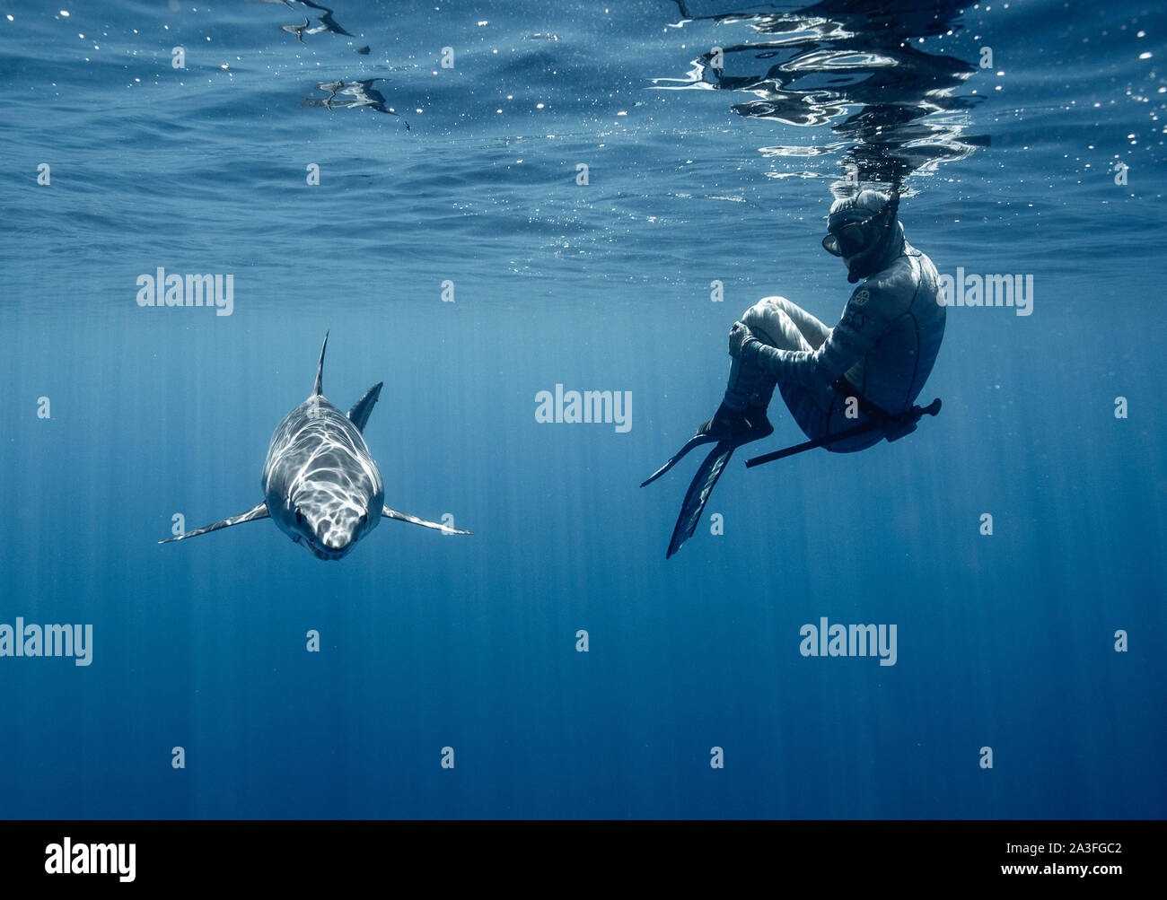 Neuseeland: Beide Riley Elliott und ein Hai den Blick in die Kamera. Atemberaubende Aufnahmen fängt den Moment ein 12-Fuß-Shark Bites ein Boot in einem Stockfoto