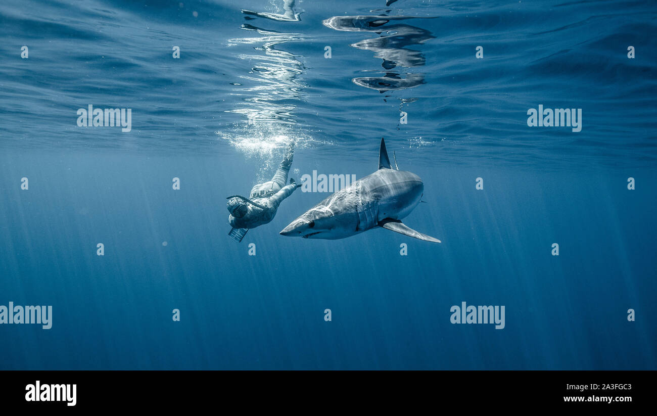 Neuseeland: Einige der Haie Elliot schwimmt mit bis zu 13 Fuß lang. Atemberaubende Aufnahmen fängt den Moment ein 12-Fuß-Shark Bites ein Boot Stockfoto