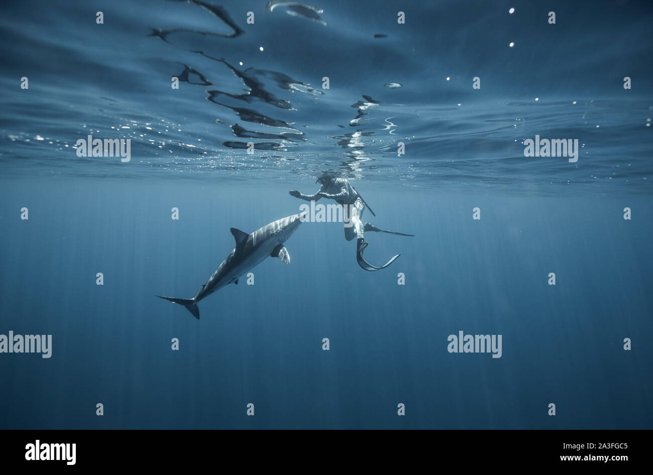 Neuseeland: Der Hai Wissenschaftler/Whisperer. Atemberaubende Aufnahmen fängt den Moment ein 12-Fuß-Shark Bites ein Boot in einer aggressiven Anzeige von Do Stockfoto
