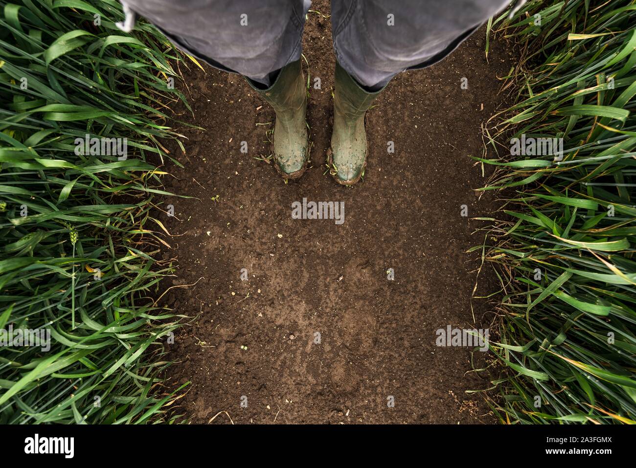 Bauer im Weizenfeld, Blick von oben auf die Gummistiefel auf schlammigem Boden Stockfoto
