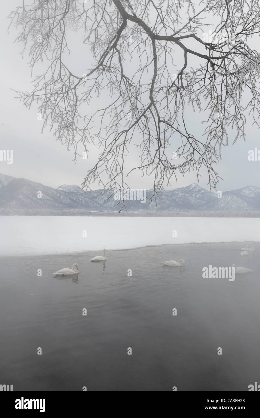 Singschwan auf See Kussharo, Hokkaido, Japan Stockfoto